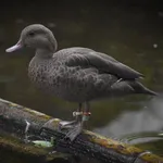 Madagascar Teal