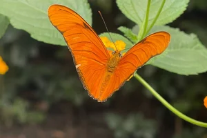 Oranje Passiebloemvlinder