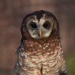 African Wood-owl