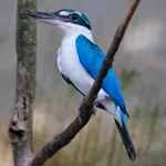 Collared Kingfisher