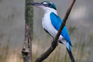 Witkraagijsvogel