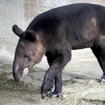 Mountain Tapir