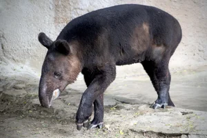Bergtapir