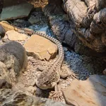Long-nosed Leopard Lizard