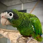 Hispaniolan Amazon