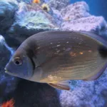 Common Two-banded Seabream