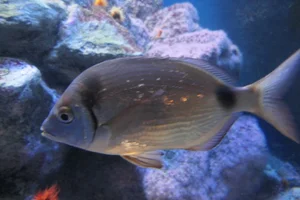 geringde zeebrasem
