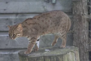 Roestkat
