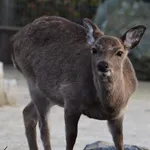 Sika Deer