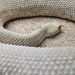 Basilisk Rattlesnake