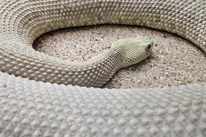 Basilisk Rattlesnake