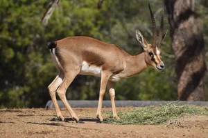 Edmigazelle