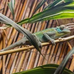 Jackson’s Three-horned Chameleon