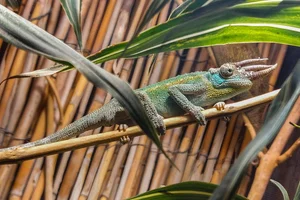 Jackson’s Three-horned Chameleon