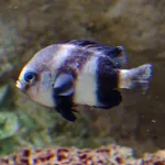 Banded Humbug