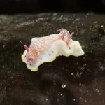 Red-netted Goniobranch