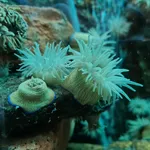 Beadlet Anemone