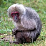 Stump-tailed Macaque
