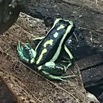 Pleasing Poison Frog