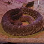 Red Diamond Rattlesnake