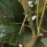 Zompro's Stick Insect
