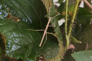 Zompro's Stick Insect