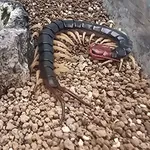 Centipede