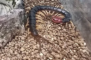 Centipede