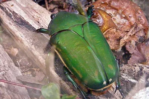 Mecynorhina torquata