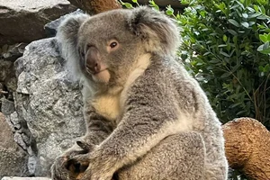 Koala