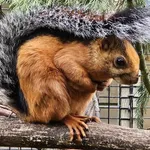 Bunthérnchen