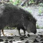 Chacoan Peccary