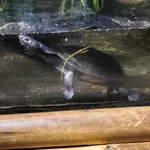 Gibba (Toadhead) Turtle