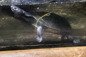 Bochelschildpad