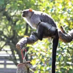 Black-tailed Marmoset