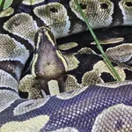Ball Python