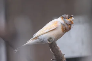 Domestic canary