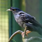 Crested Myna