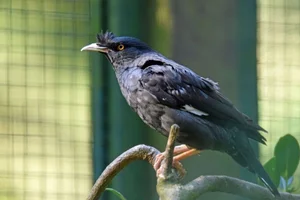 Kuifmaina