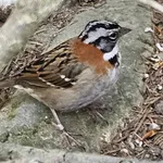 Rufous-collared Sparrow