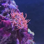 Rose Bubble Tip Anemone