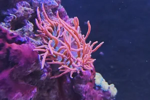 Rose Bubble Tip Anemone