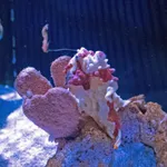 Clown Anglerfish