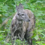 Siberian Musk Deer