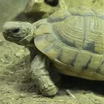 Leith's Tortoise
