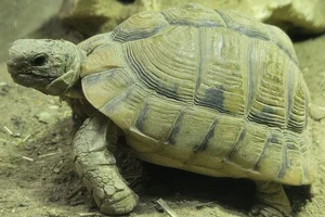 Egyptische Landschildpad