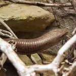 European Glass Lizard