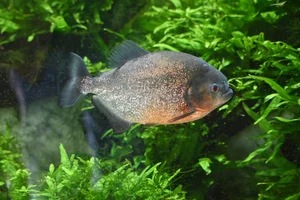 Diamant-Piranha