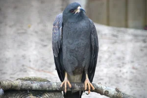Slakkenwouw