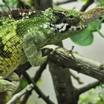 Vosseler's Blade-horned Chameleon